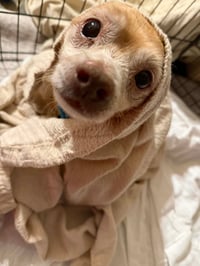 Toby - Photo 4