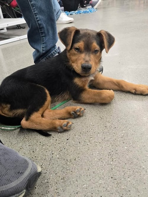 FINCH - German Shepherd Dog / Australian Shepherd for adoption in Appleton