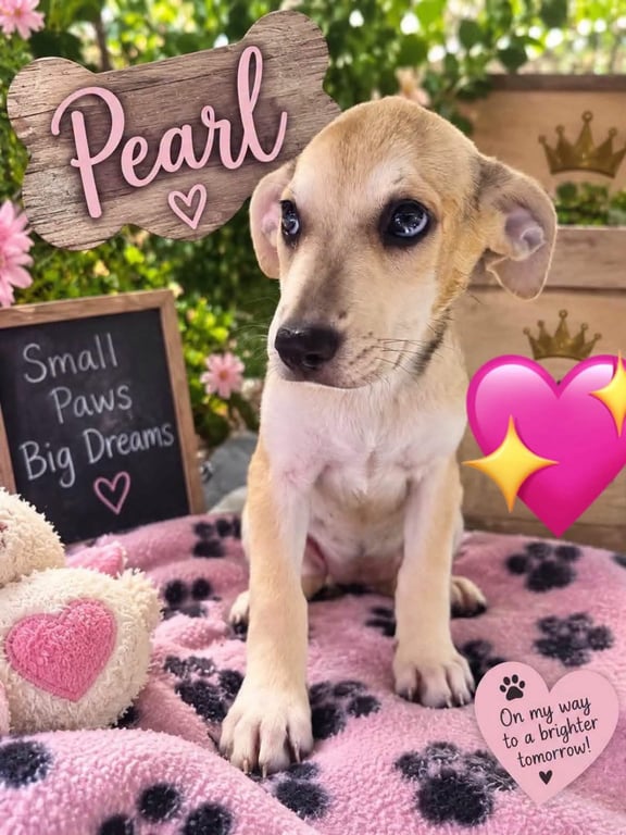 Pearl Image