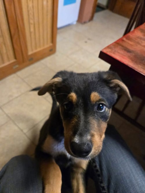 HAWK - Terrier available for adoption