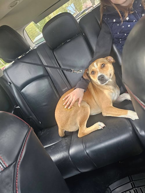 FENTON - Feist available for adoption