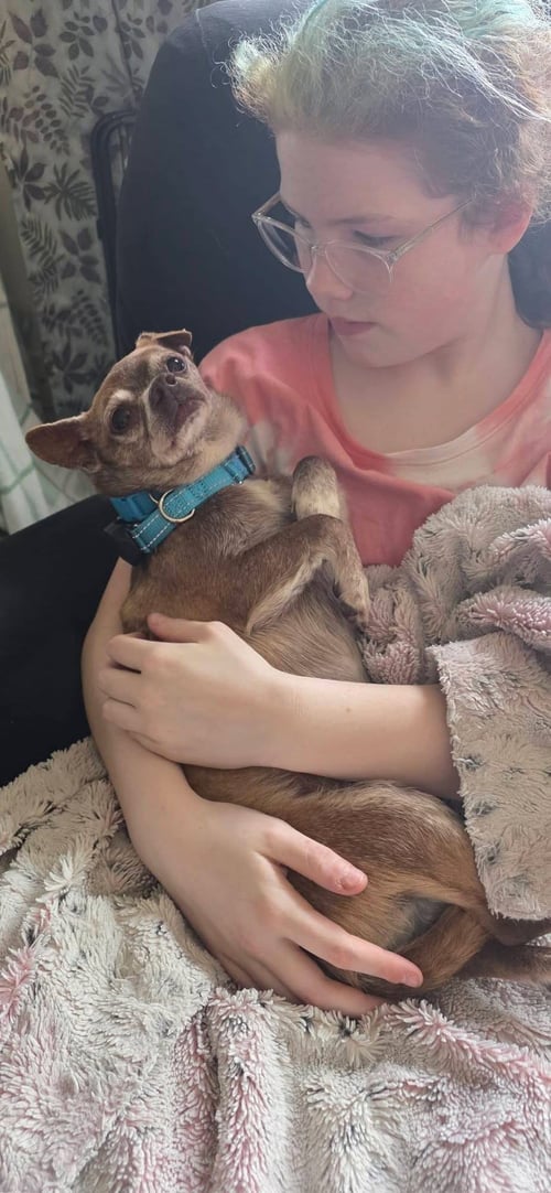 SUNNY - Chihuahua available for adoption