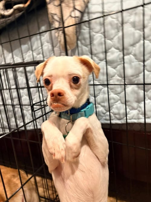 ENZO - Chihuahua available for adoption