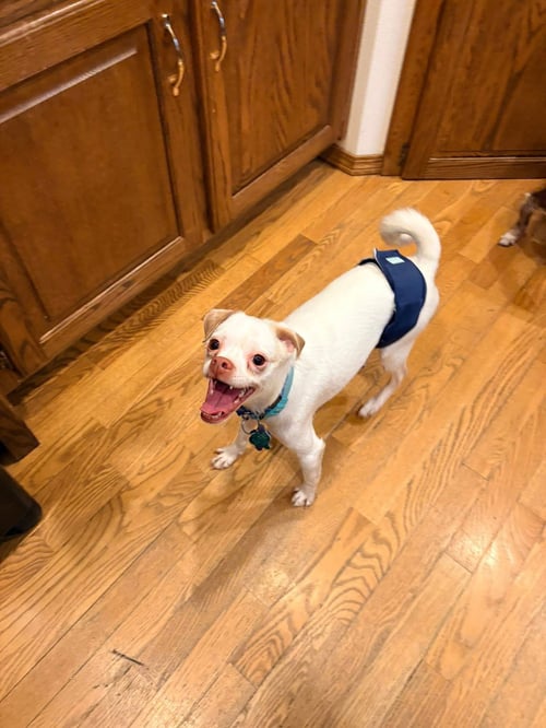 ENZO - Chihuahua available for adoption