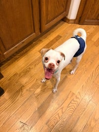 Enzo - Photo 3