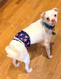 Enzo - Photo 4