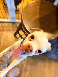 Enzo - Photo 5