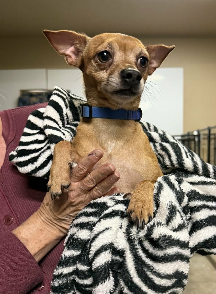 TINKER - Chihuahua available for adoption