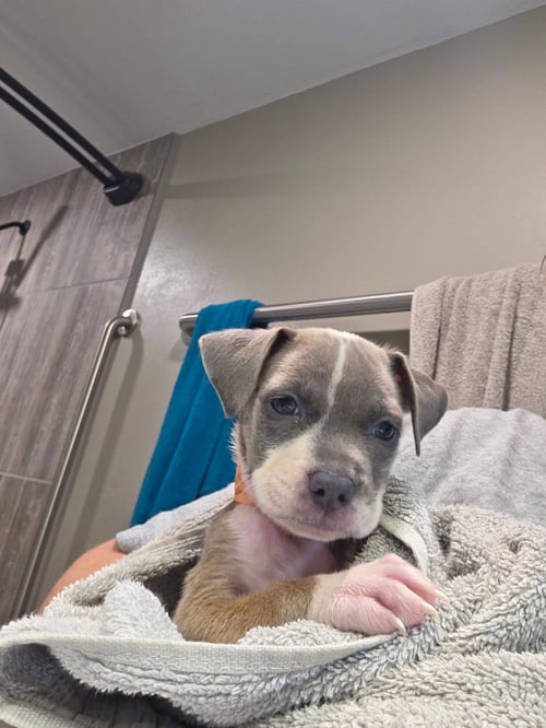 GRACIE - Black Mouth Cur available for adoption