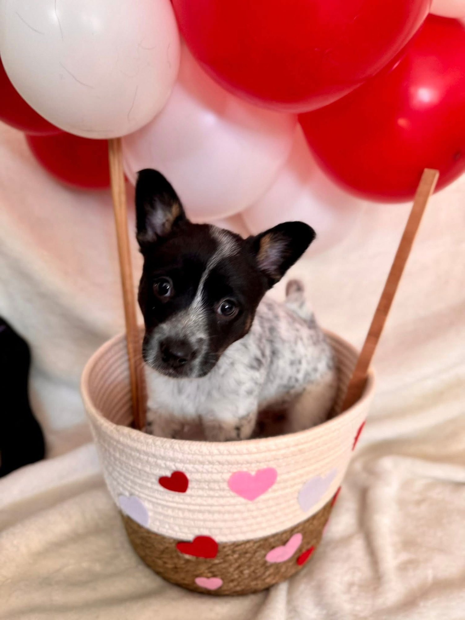 BOW - Corgi available for adoption