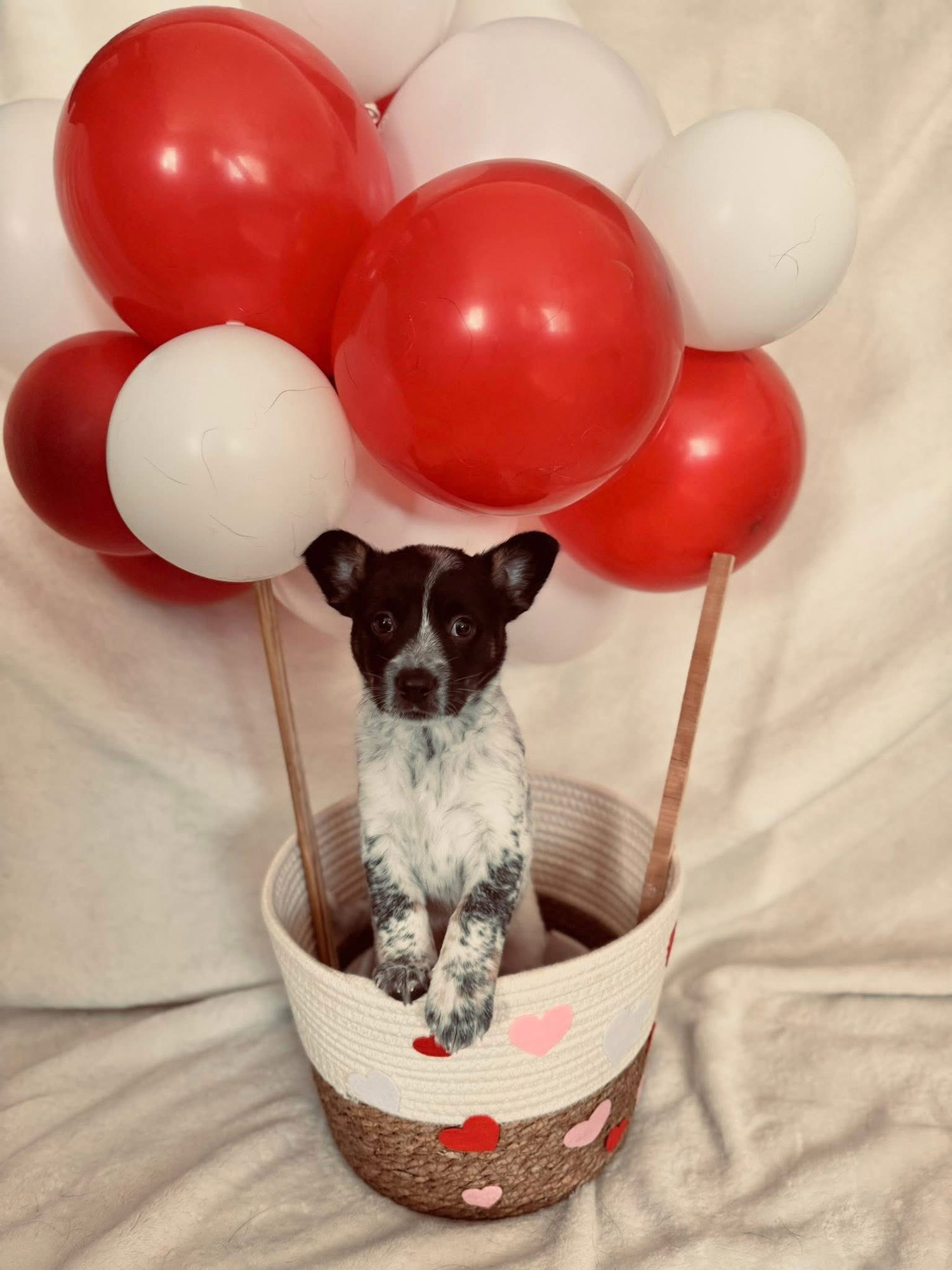 BOW - Corgi available for adoption