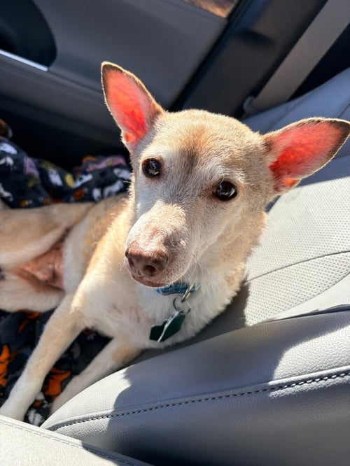 NAPOLEON - Chihuahua available for adoption