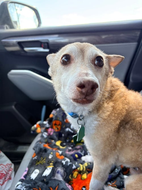 NAPOLEON - Chihuahua available for adoption