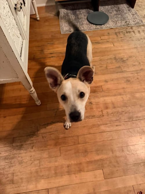 ROGER - Shepherd available for adoption