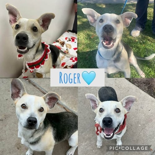 ROGER - Shepherd available for adoption