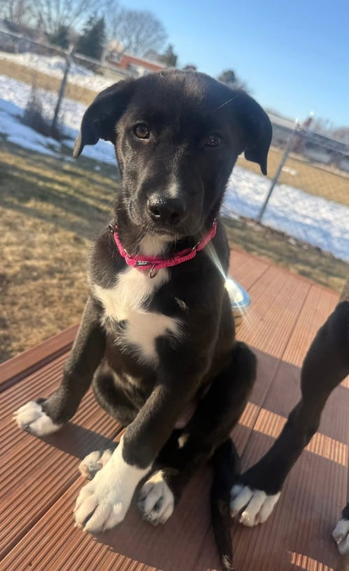 COTTONTAIL - German Shepherd Dog / Labrador Retriever for adoption in Appleton