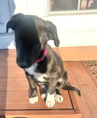 Cottontail - Photo 2