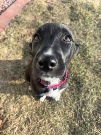 Cottontail - Photo 3