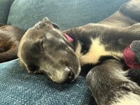 Cottontail - Photo 4