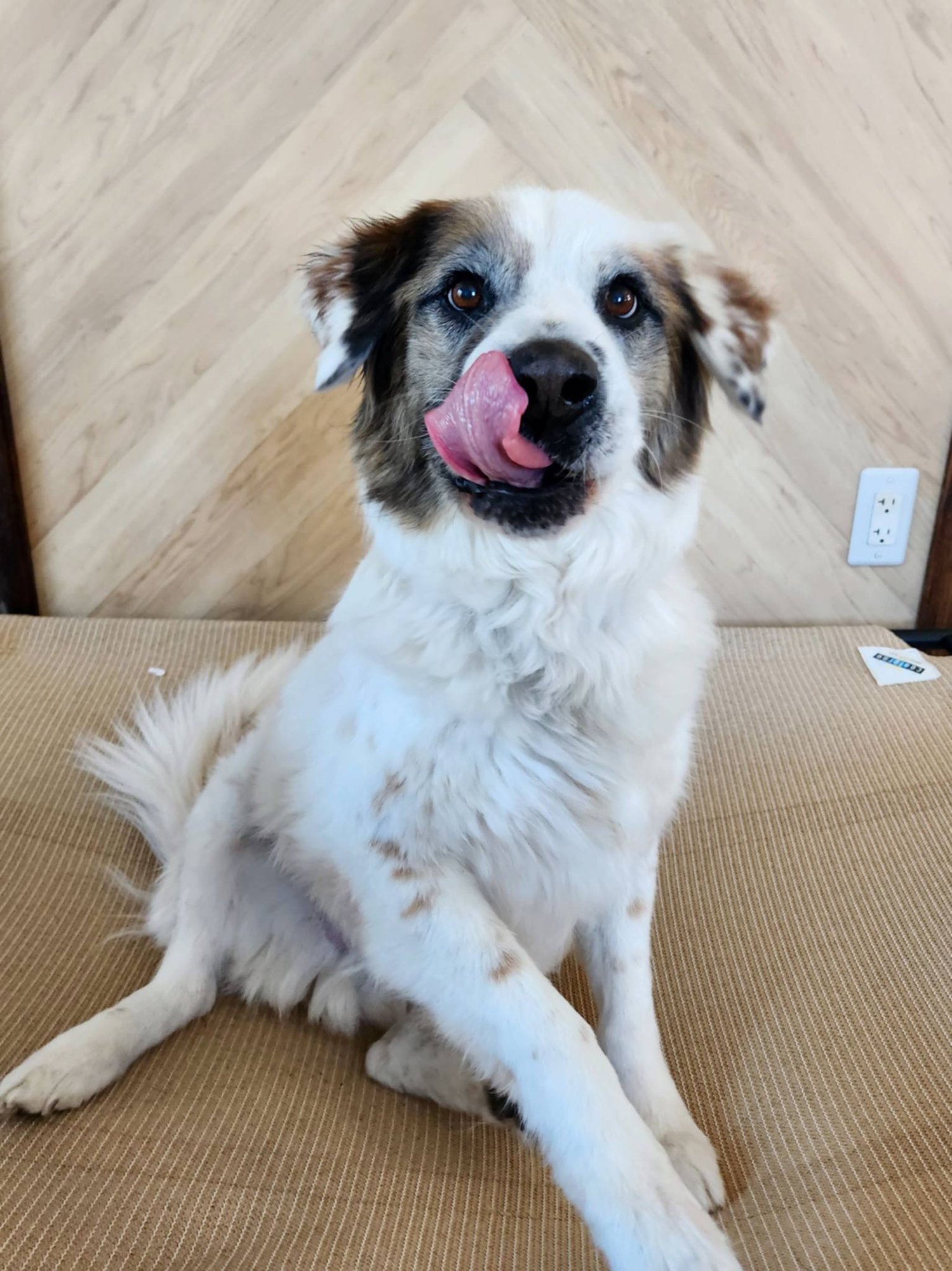 AUGGIE - Australian Shepherd available for adoption