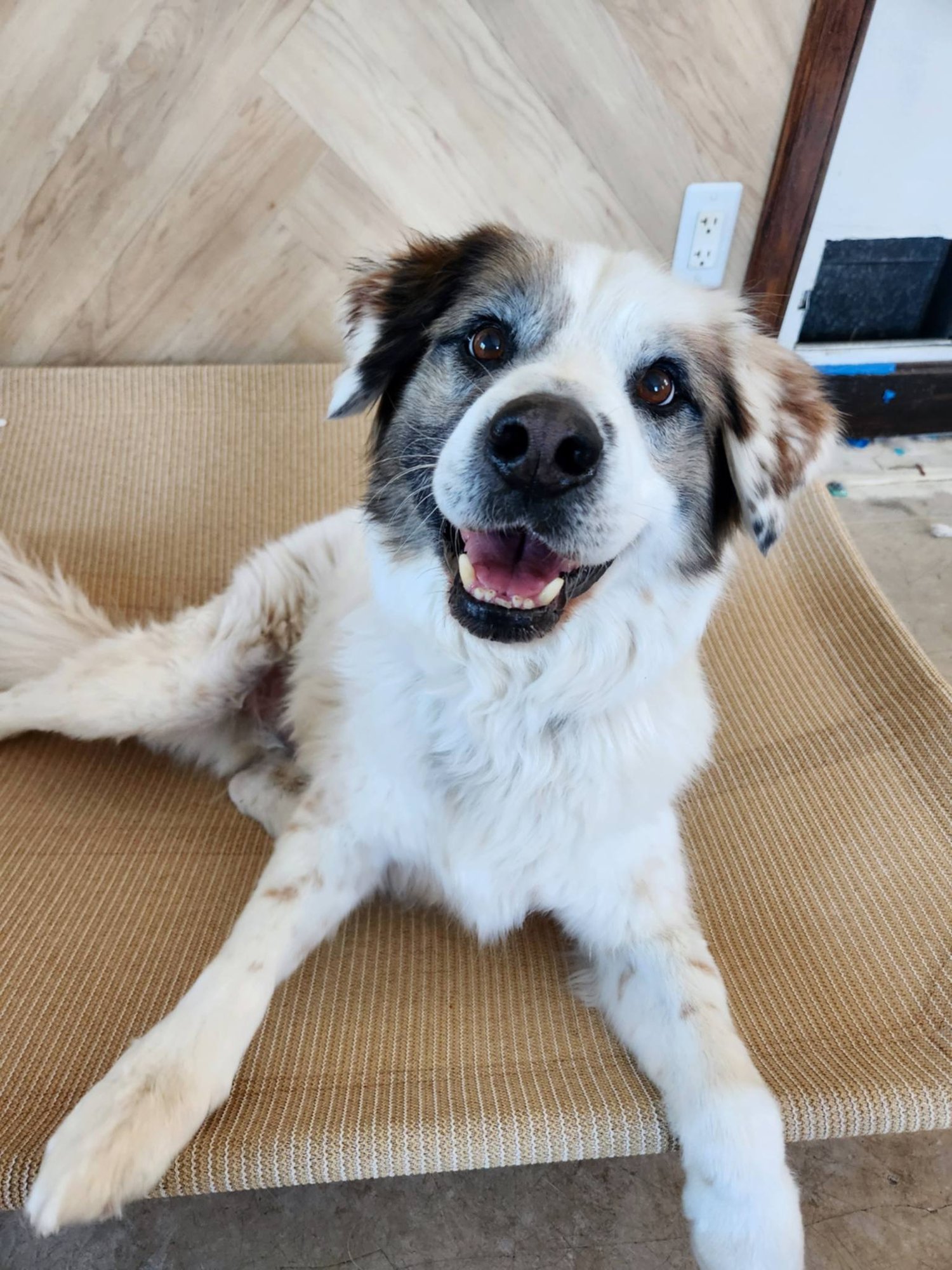 AUGGIE - Australian Shepherd available for adoption
