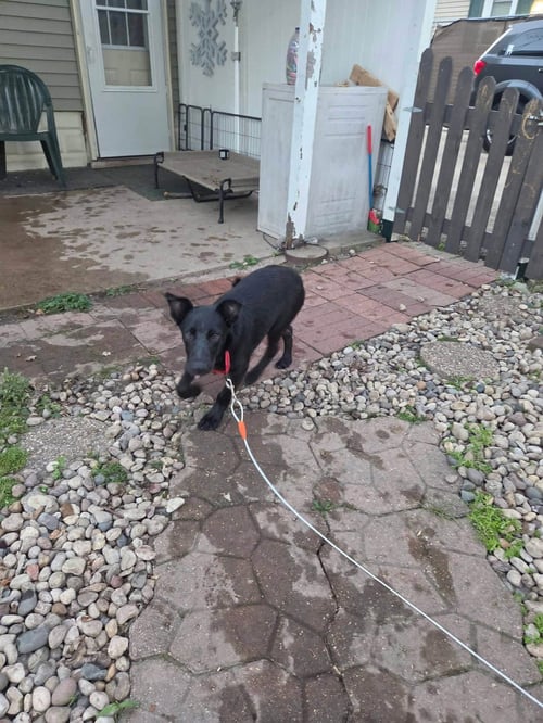 DAYTONA - Labrador Retriever available for adoption