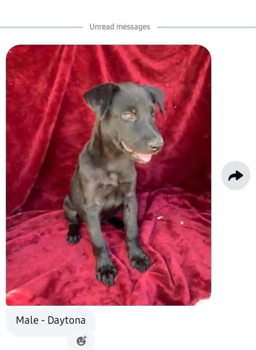 DAYTONA - Labrador Retriever for adoption in Appleton