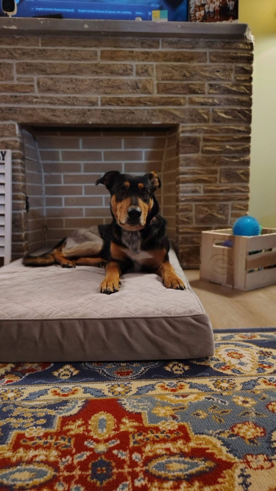 RON - Shepherd available for adoption