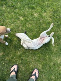 Jessie - Photo 4