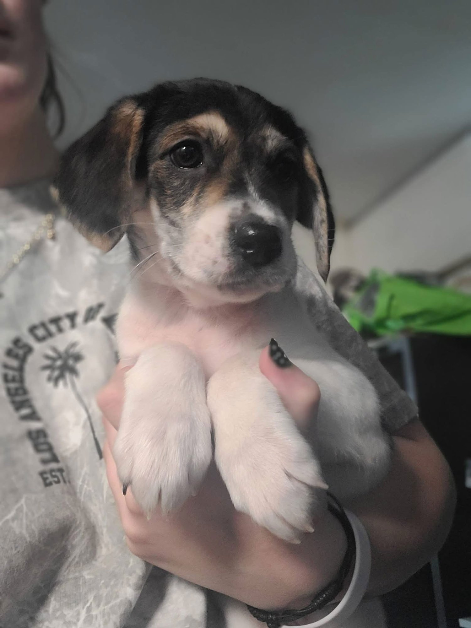 TORI - Terrier available for adoption