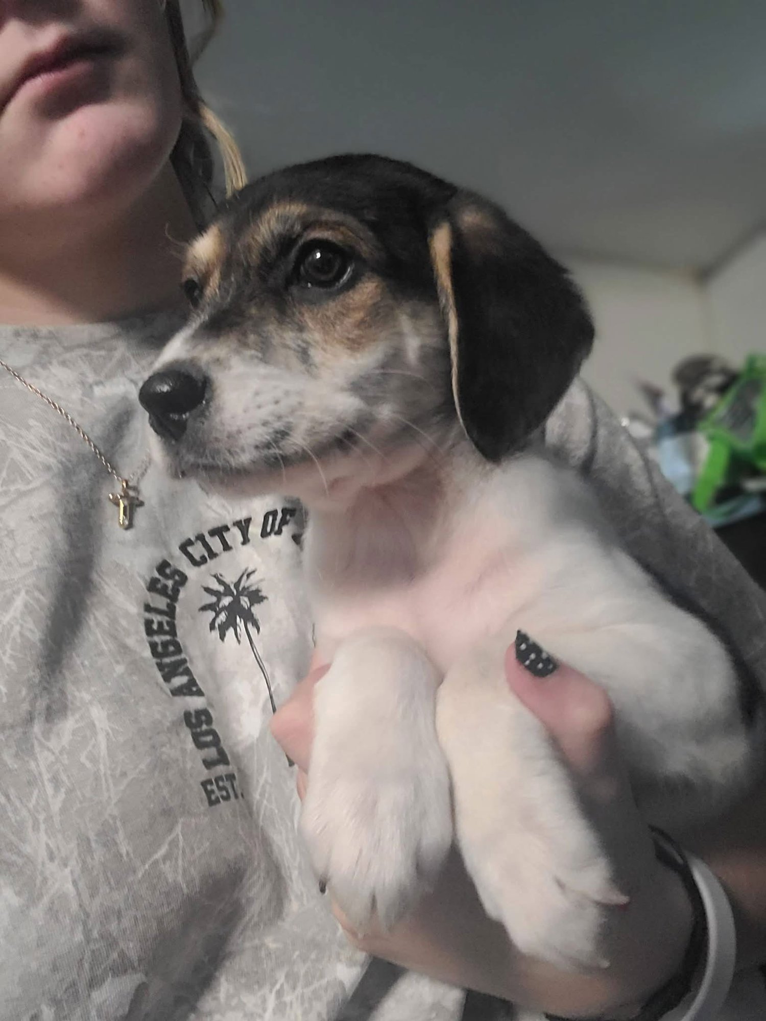 TORI - Terrier available for adoption