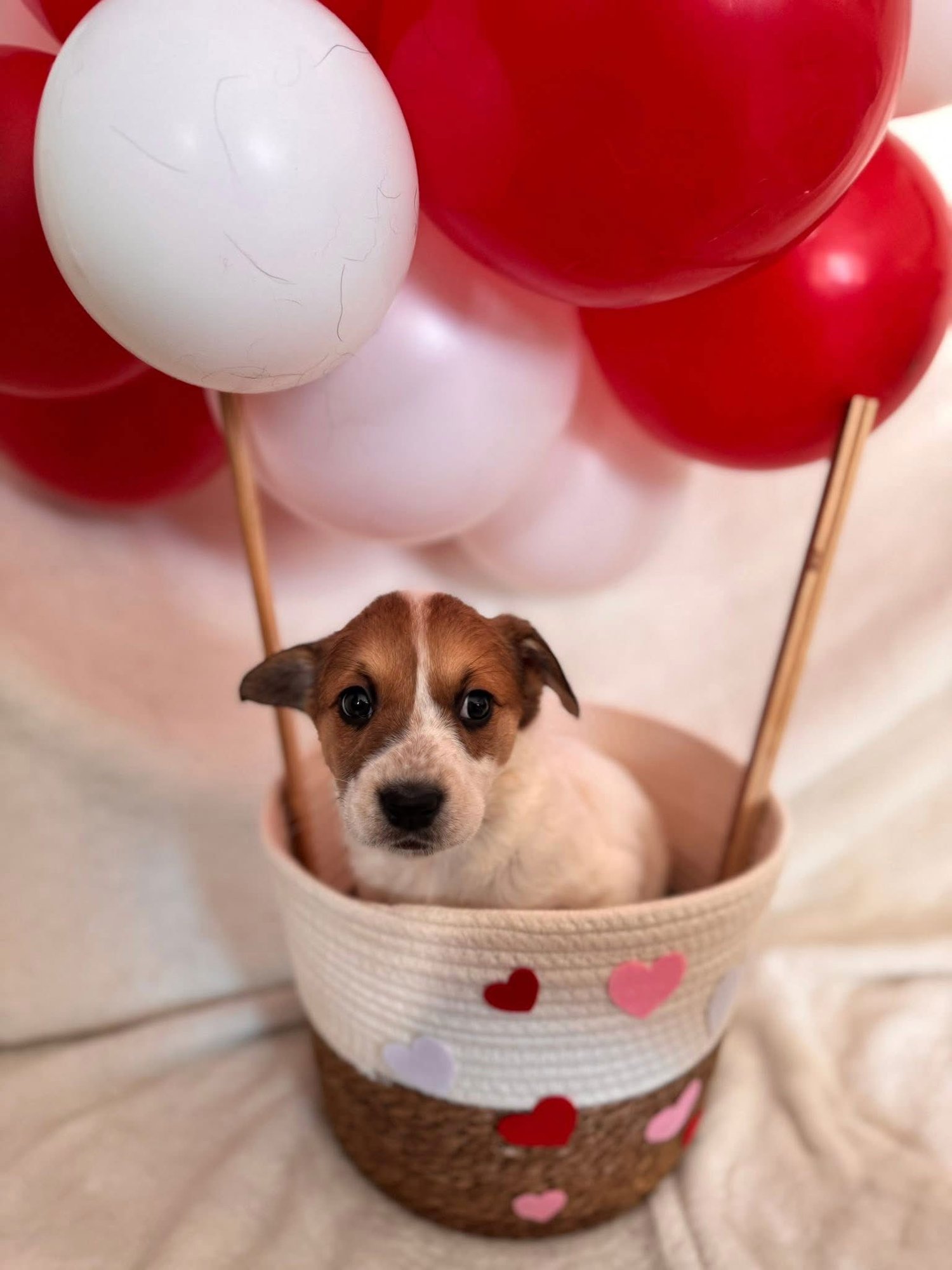 CUPID - Corgi available for adoption