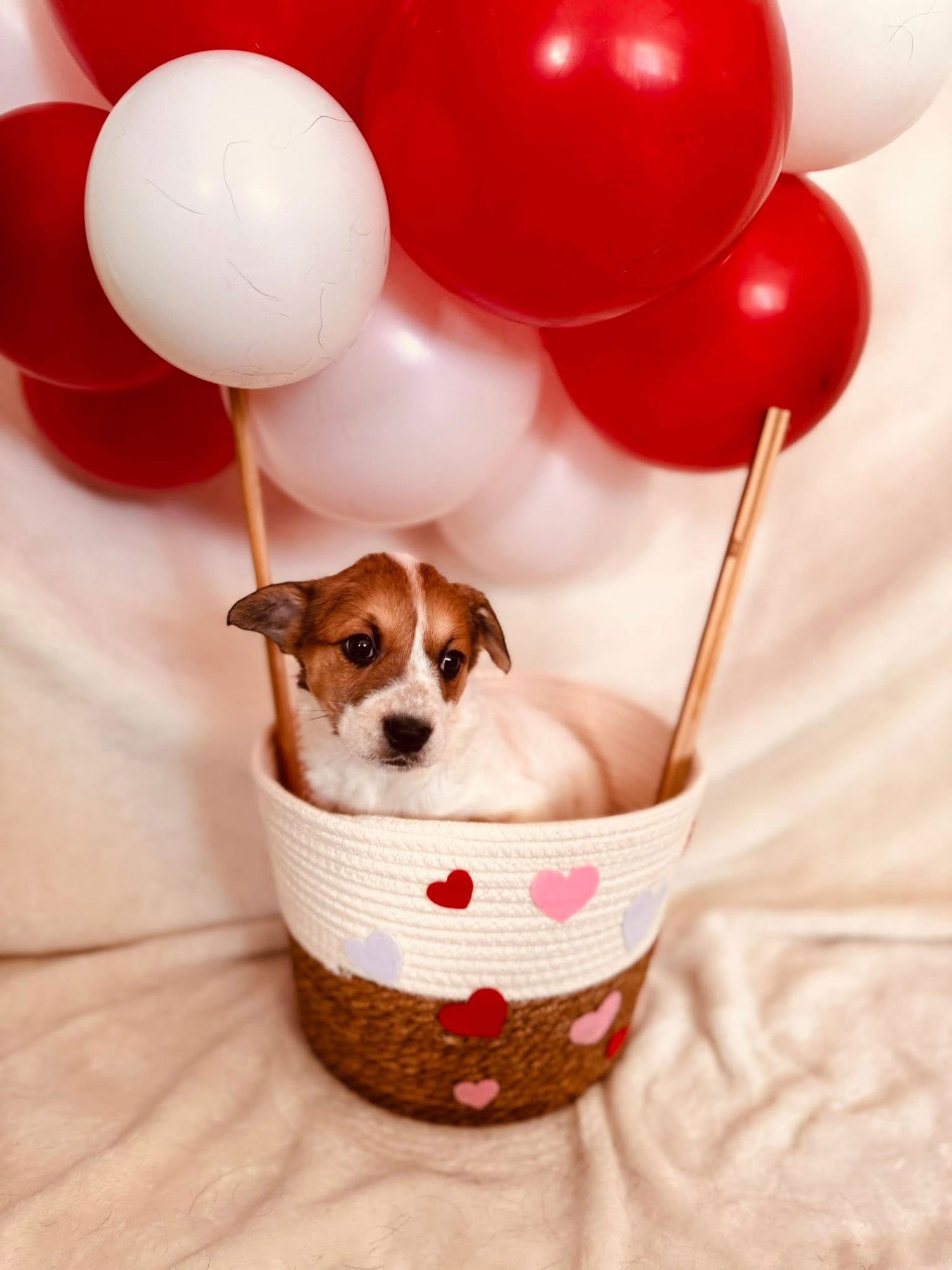 CUPID - Corgi available for adoption