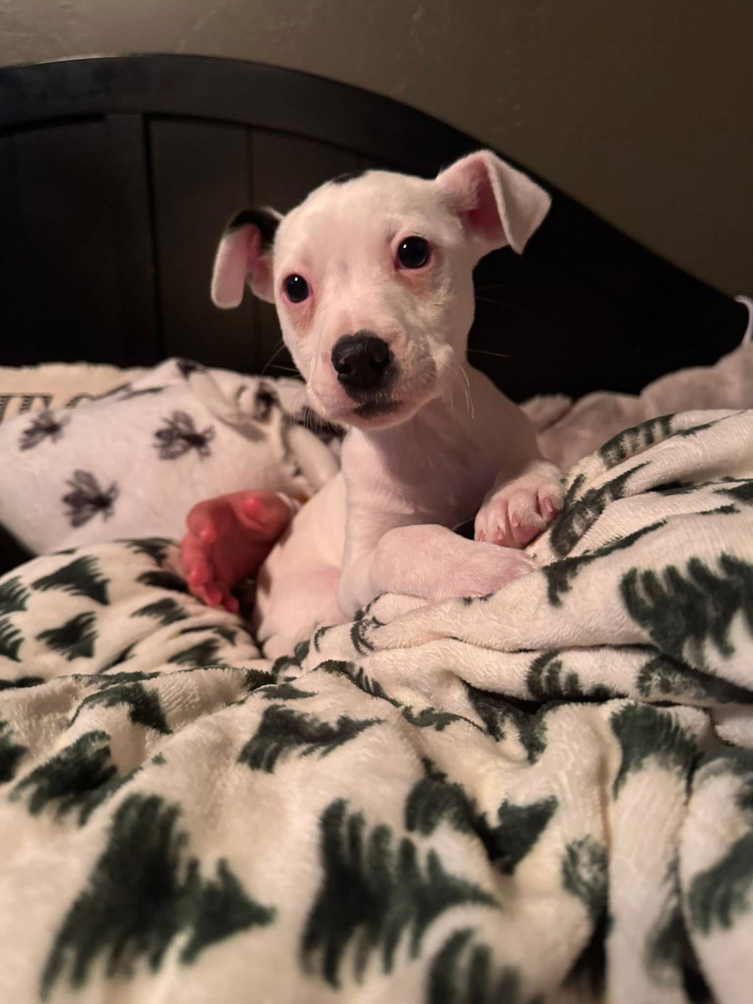 AMARILLO - Terrier available for adoption