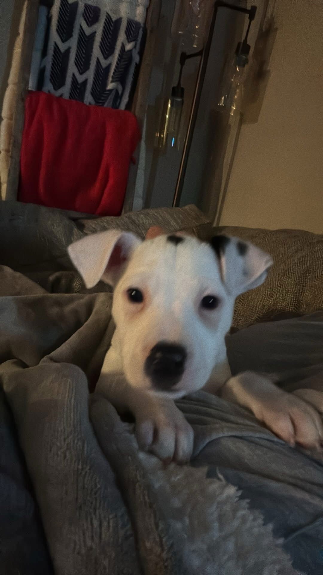 AMARILLO - Terrier available for adoption