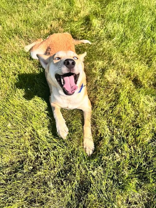 SPICE - Siberian Husky for adoption in Appleton