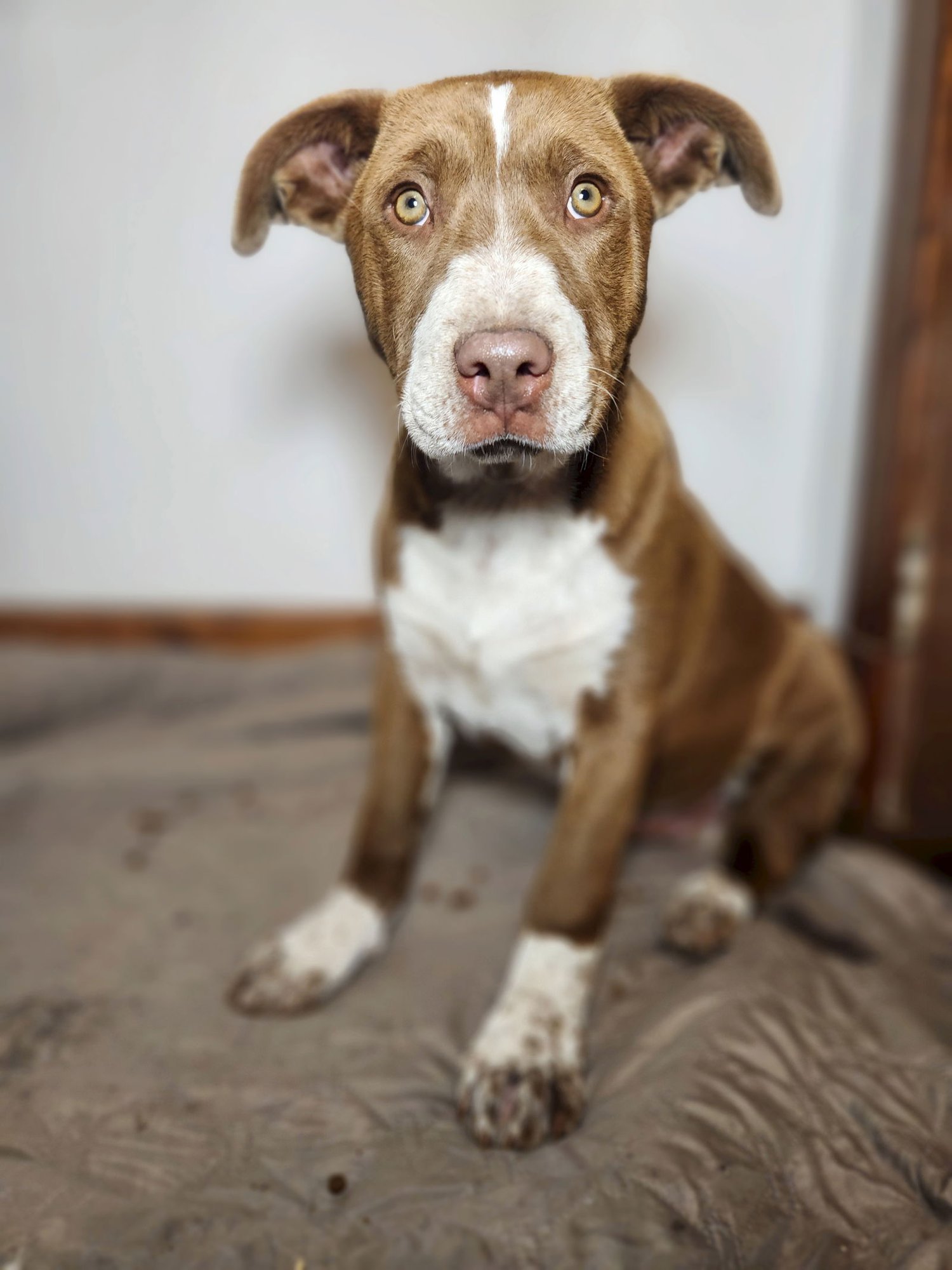 FITZ - Terrier for adoption in Appleton