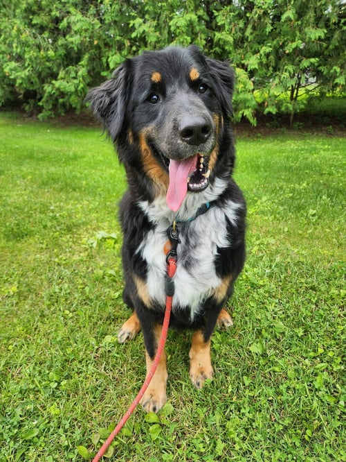 HUGHIE - Australian Shepherd / Bernese Mountain Dog available for adoption