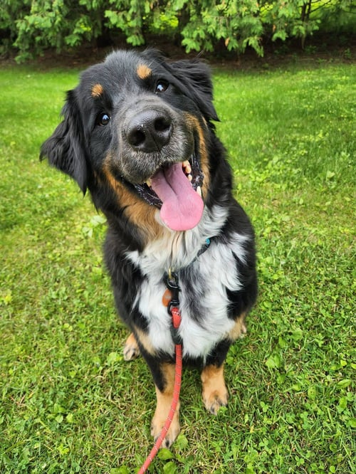 HUGHIE - Australian Shepherd / Bernese Mountain Dog for adoption in Appleton