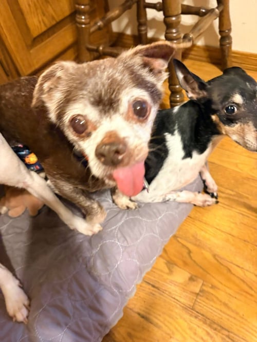 CASSIDY - Chihuahua available for adoption