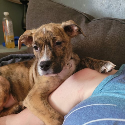 BUCK - Terrier available for adoption