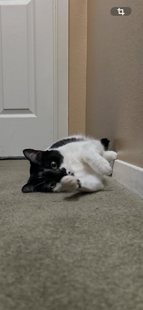 BAPTISTA - Domestic Short Hair for adoption in Tacoma