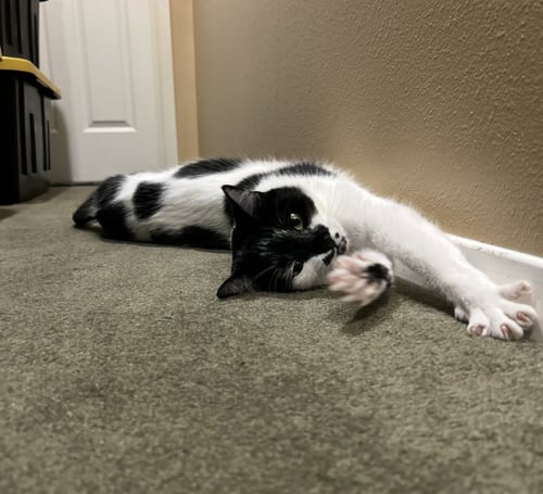 BAPTISTA - Domestic Short Hair available for adoption