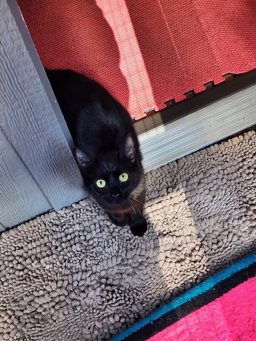 SHADOW - Domestic Medium Hair for adoption in Tacoma