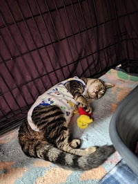 Peaches - Photo 2