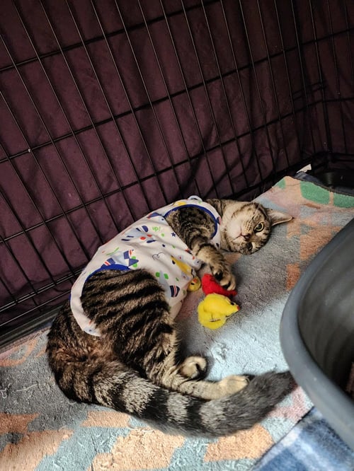 PEACHES - Domestic Short Hair available for adoption