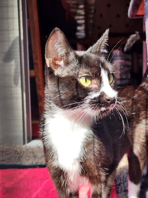 KATIE - Domestic Short Hair for adoption in Tacoma