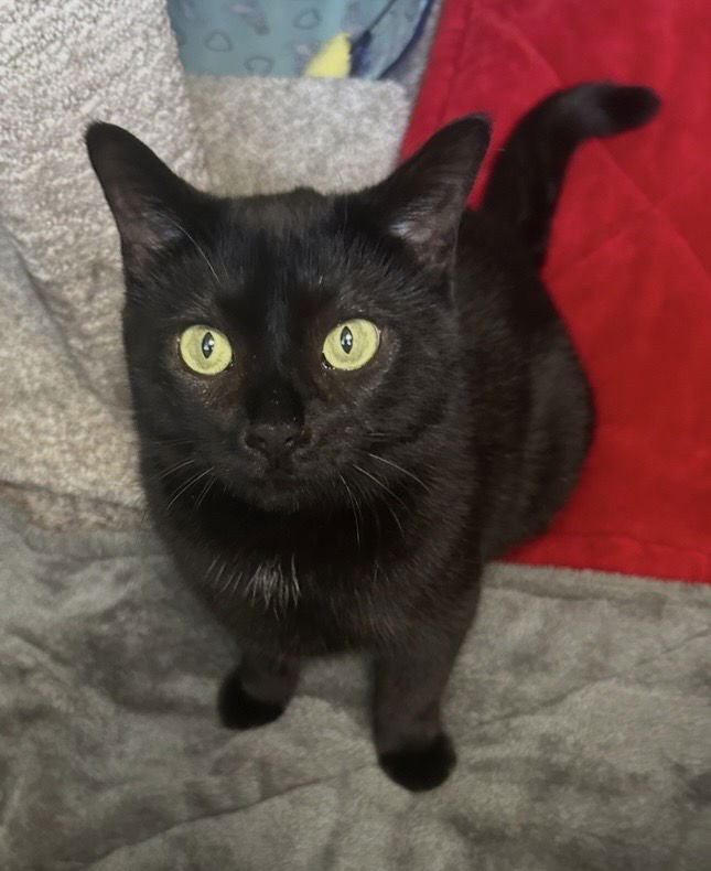 RILEY - Domestic Short Hair available for adoption