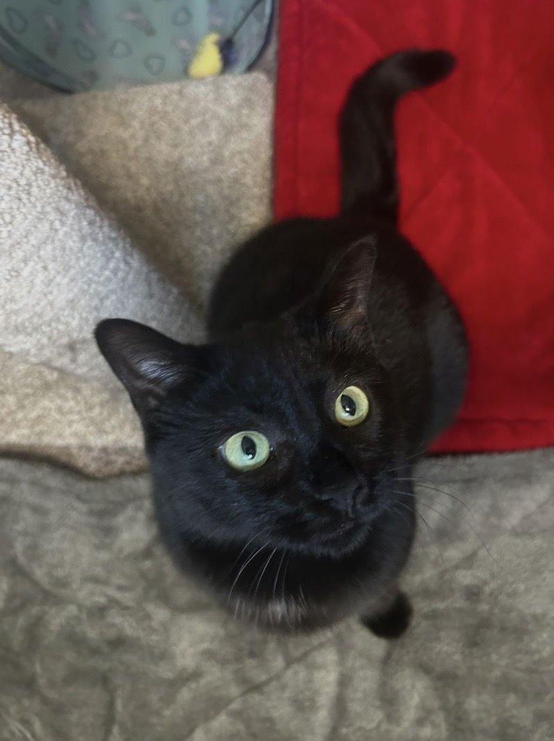 RILEY - Domestic Short Hair available for adoption