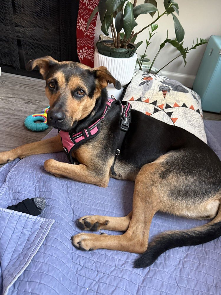 LINDA - Shepherd available for adoption